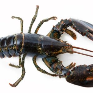 how did the lobster get its name what does it mean in latin and where does the crustacean come from
