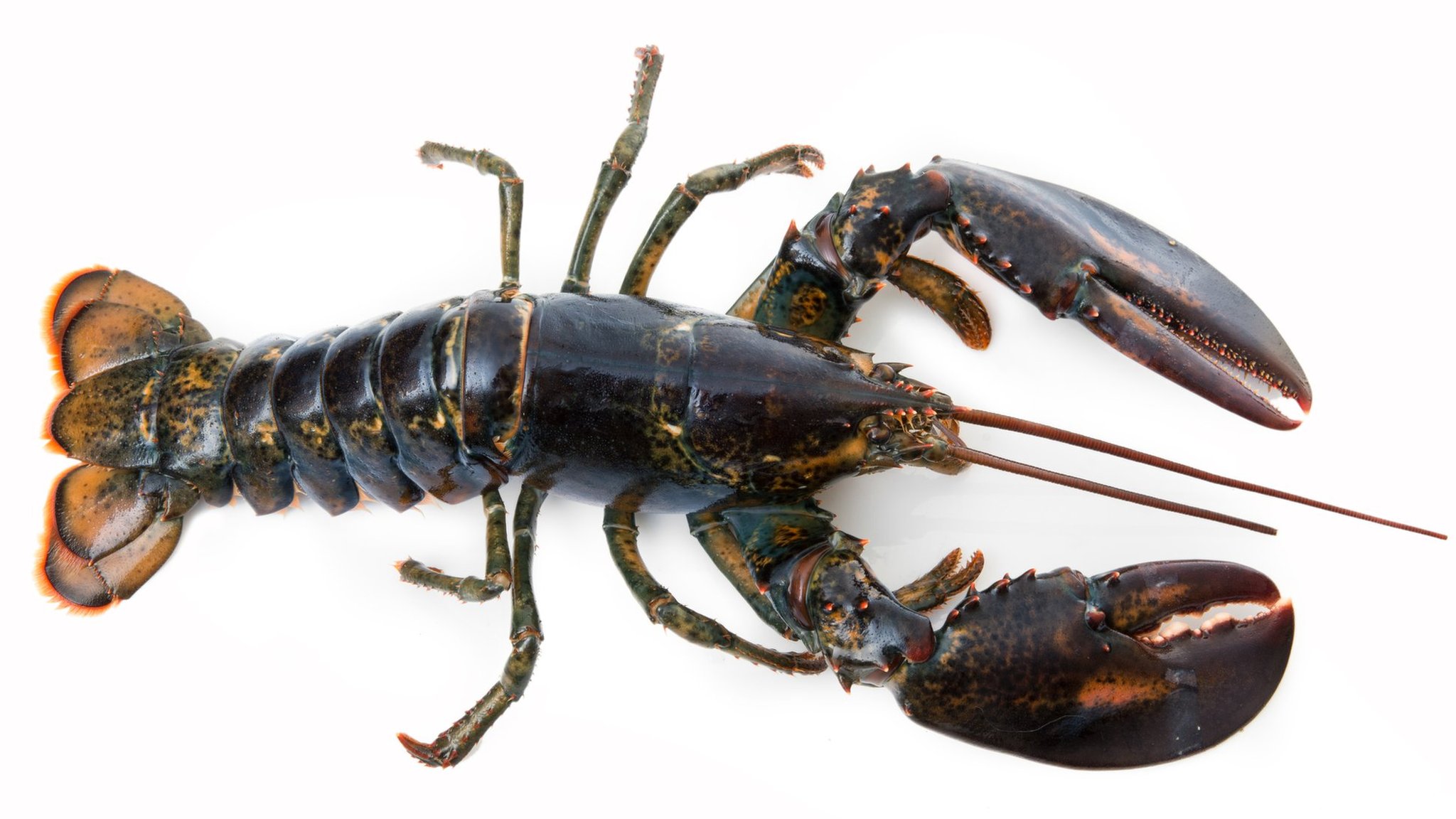 how did the lobster get its name what does it mean in latin and where does the crustacean come from