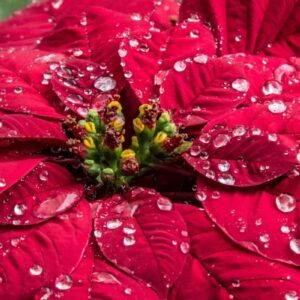 how did the mexican weed poinsettia become associated with christmas