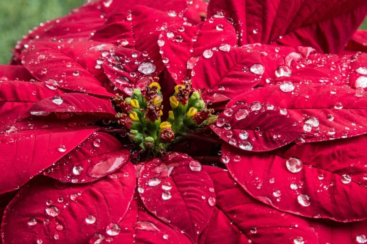 how did the mexican weed poinsettia become associated with christmas