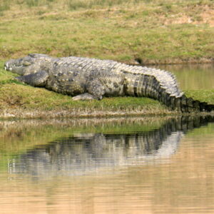 how did the mugger crocodile get its name and what does it mean in hindustani