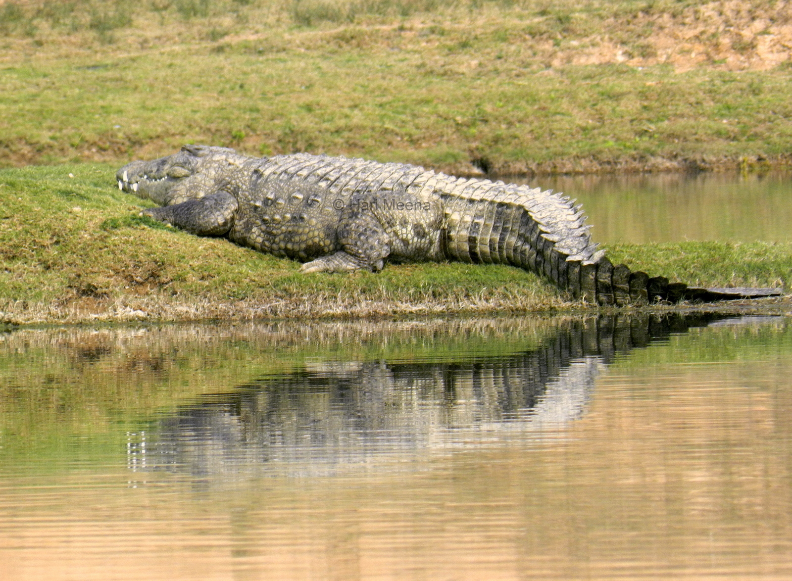 how did the mugger crocodile get its name and what does it mean in hindustani