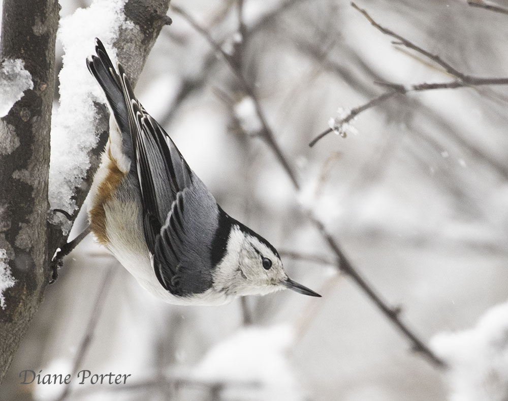how did the nuthatch get its name and what does hatchet mean in french