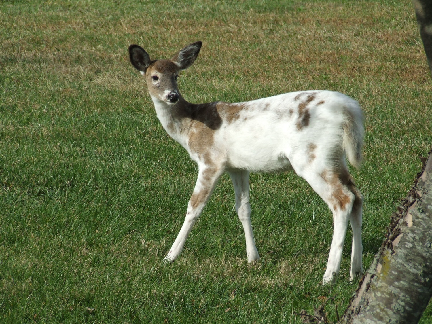 how did the piebald get its name and where does the word piebald come from