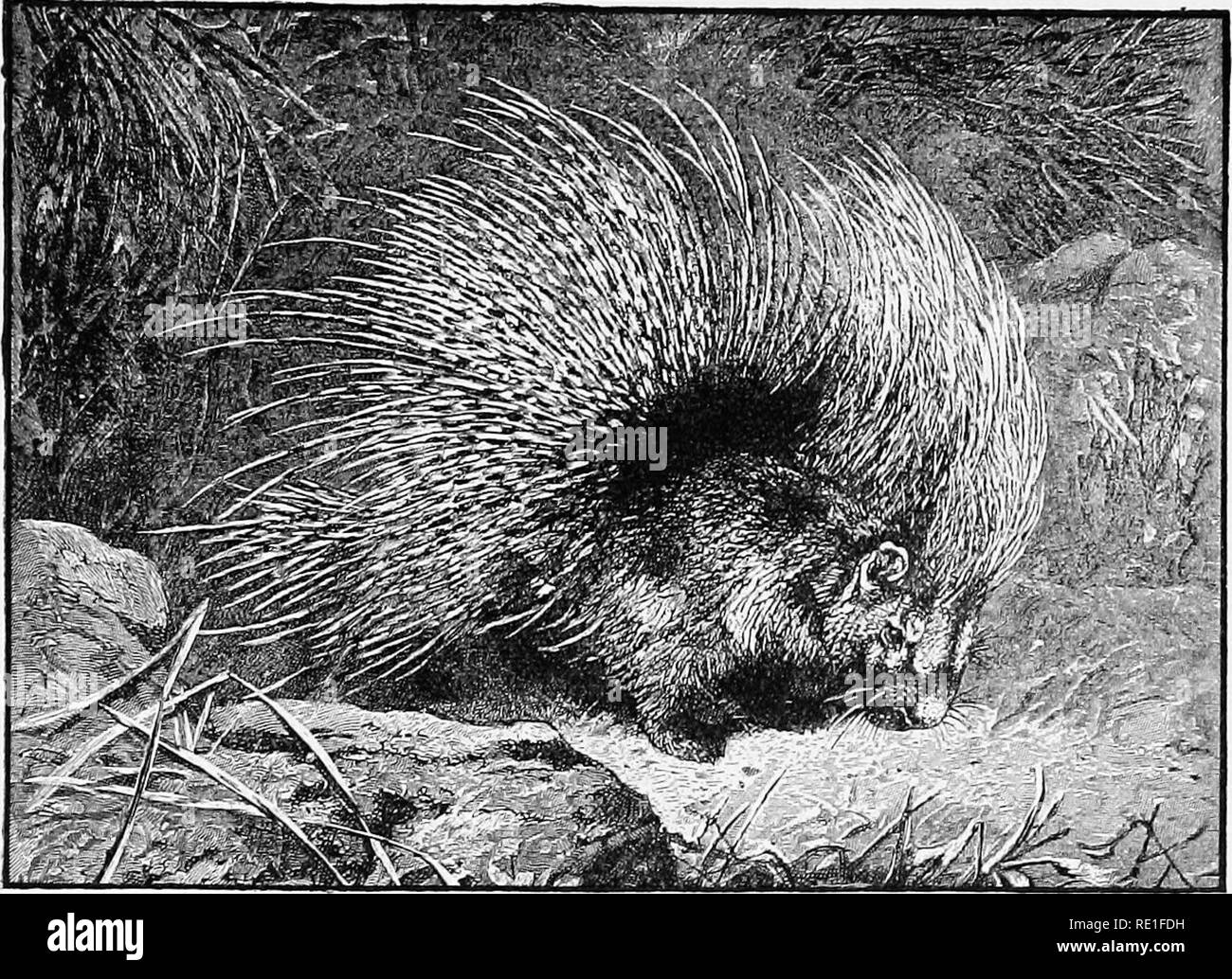 how did the porcupine get its name what does it mean in french and where do they live