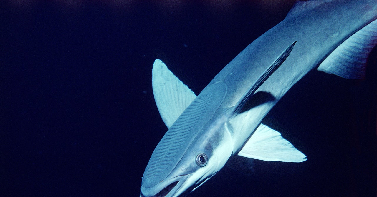 how did the remora get its name and where does the word remora come from