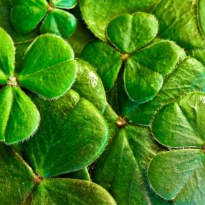 how did the shamrock become the symbol of st patrick the patron saint of ireland