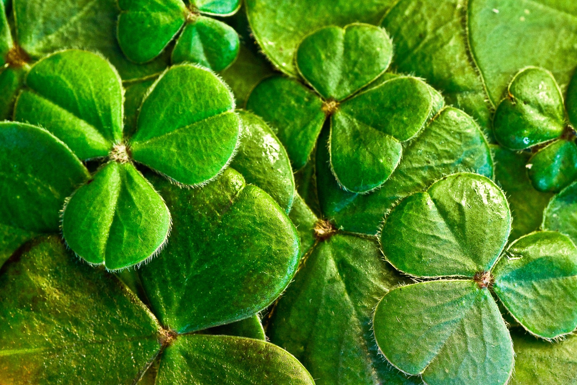 how did the shamrock become the symbol of st patrick the patron saint of ireland