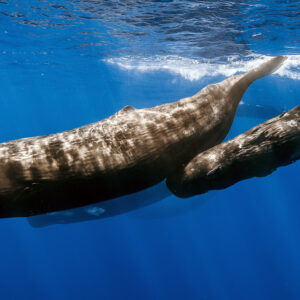how did the sperm whale get its name what does spermaceti mean and where does spermaceti come from