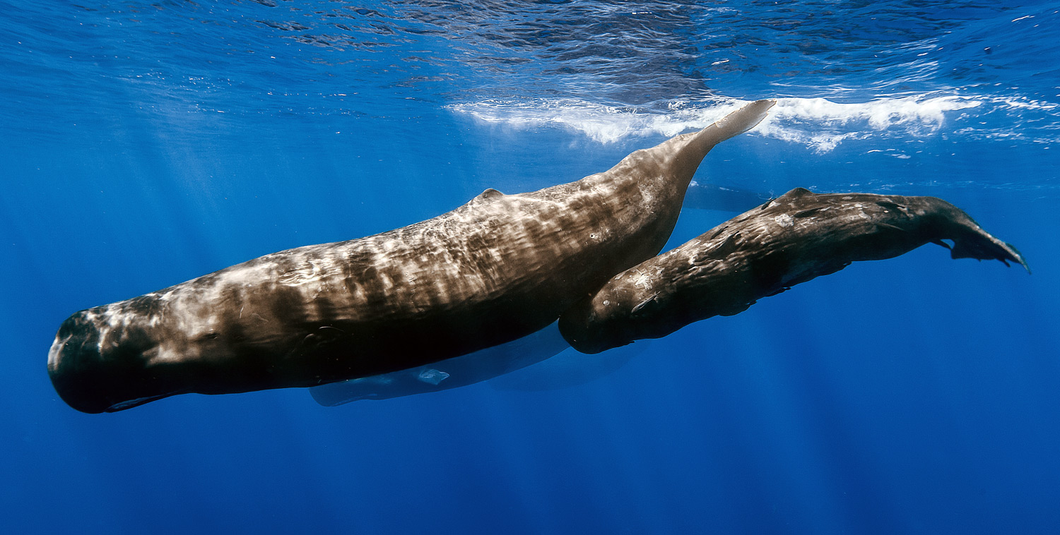 how did the sperm whale get its name what does spermaceti mean and where does spermaceti come from