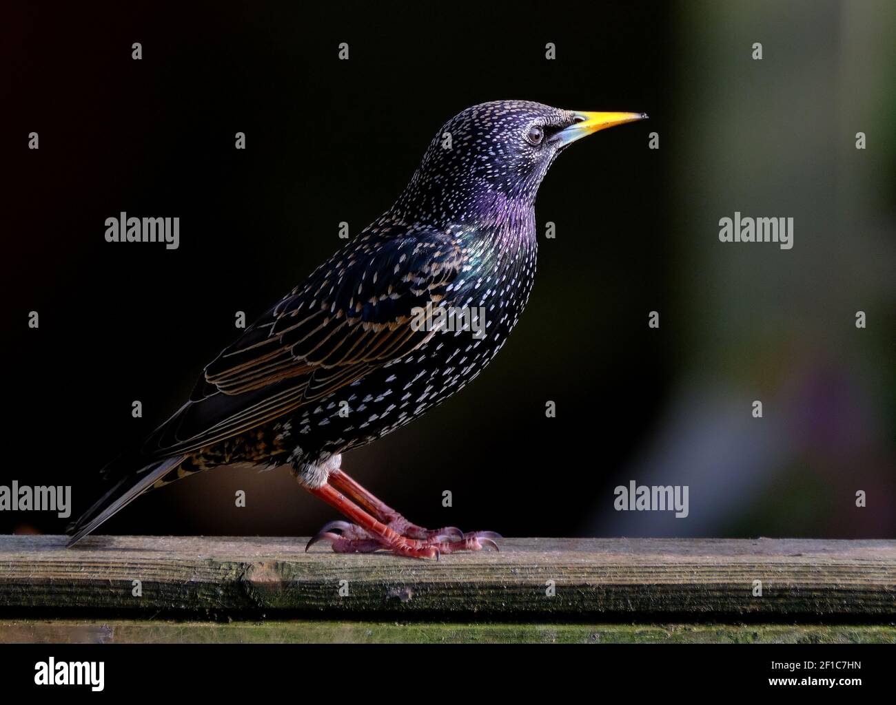 how did the starling get its name and where does the word starling come from