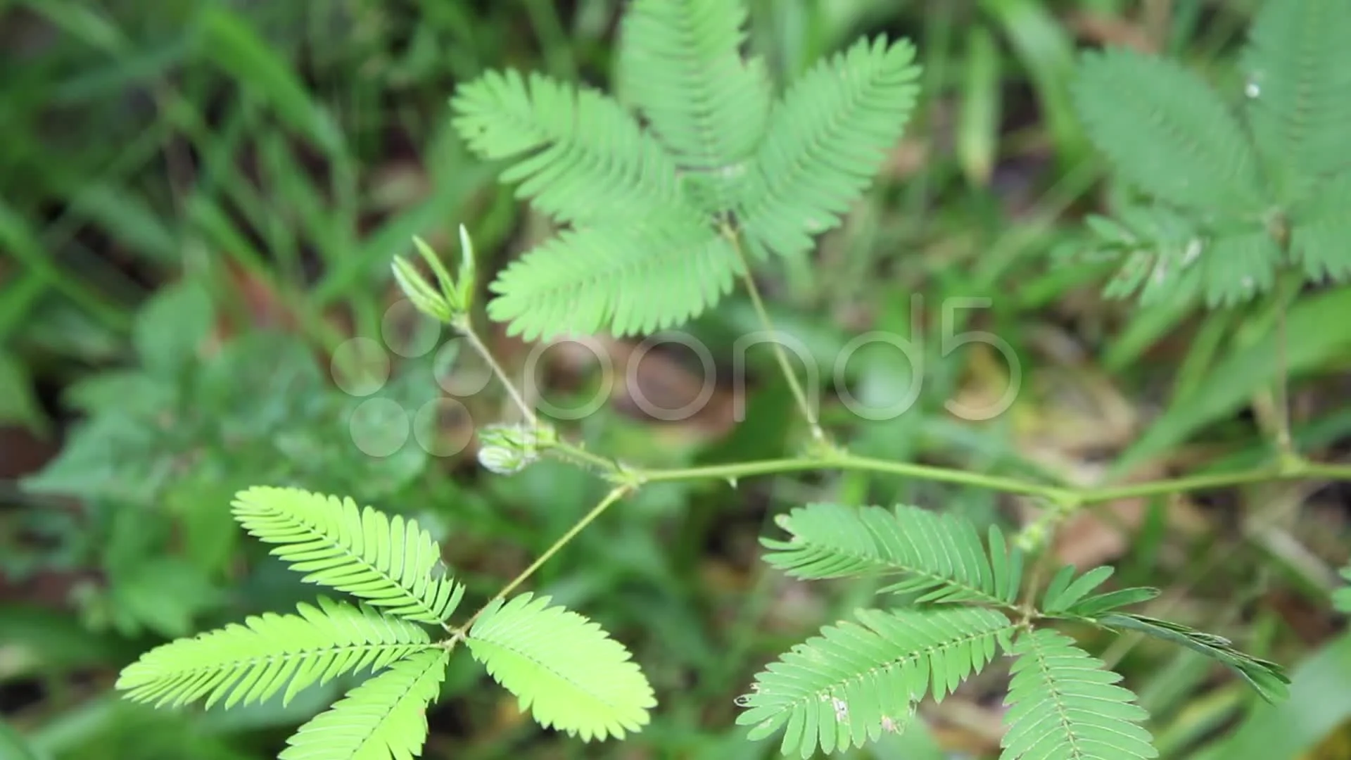 how did the touch me not or sensitive plant get its name and how does it close its leaves when you touch it