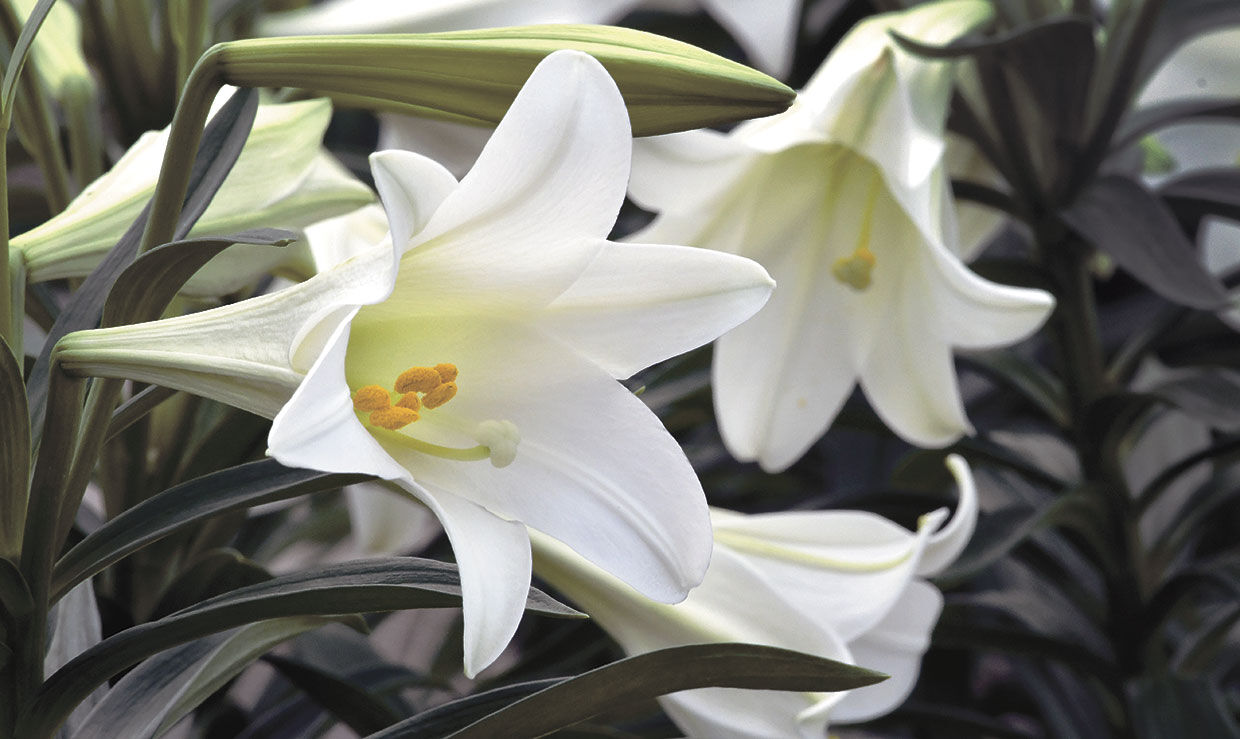 how did the white trumpet lily become the easter lily and where did the flower come from