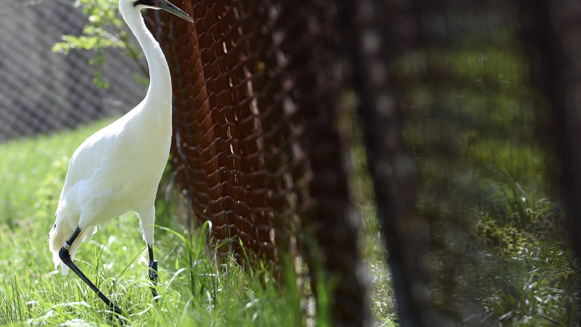how did the whooping crane learn to reproduce in captivity