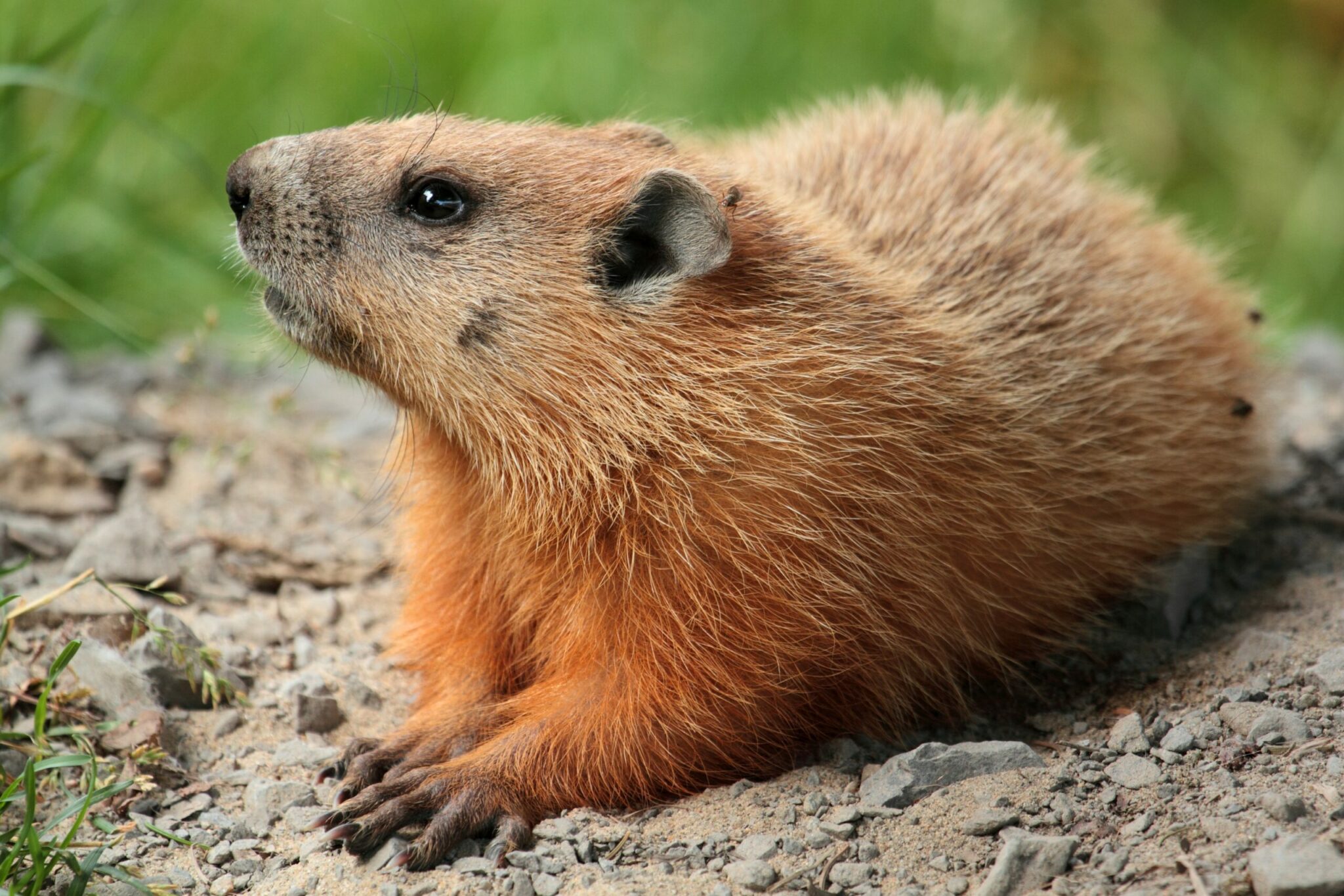how did the woodchuck get its name and where does the word woodchuck come from scaled