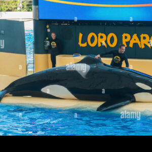how do animal trainers at aquariums train killer whales to jump out of water onto dry land