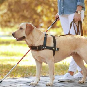 how do animal trainers teach guide dogs to cross at the green light if they are color blind