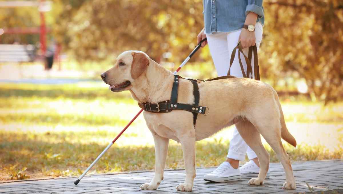 how do animal trainers teach guide dogs to cross at the green light if they are color blind