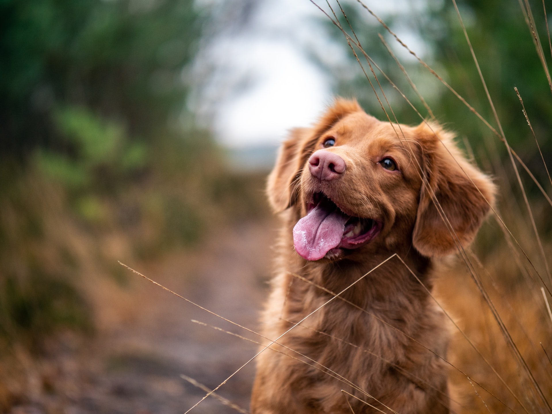 how do animals get tooth cavities do dogs need to visit the dentist and do vets provide dental care