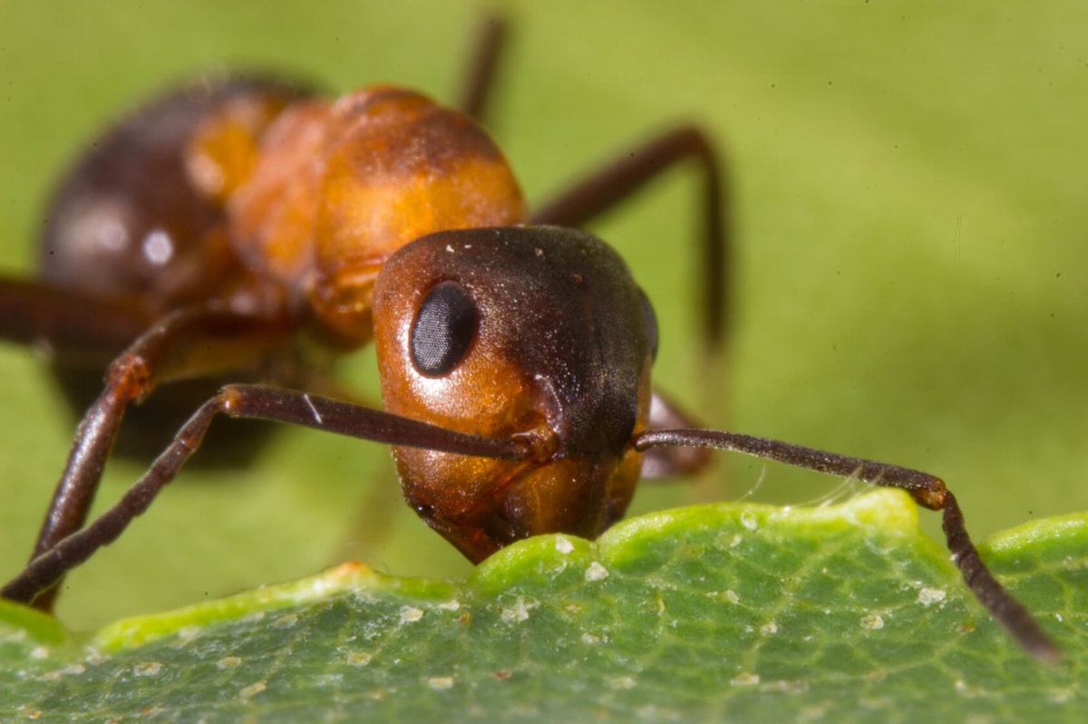 how do ants communicate with their antennae