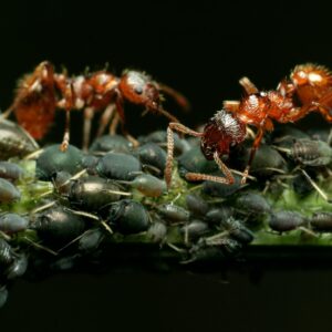 how do ants milk aphids for food like cows and do ladybugs eat aphids scaled