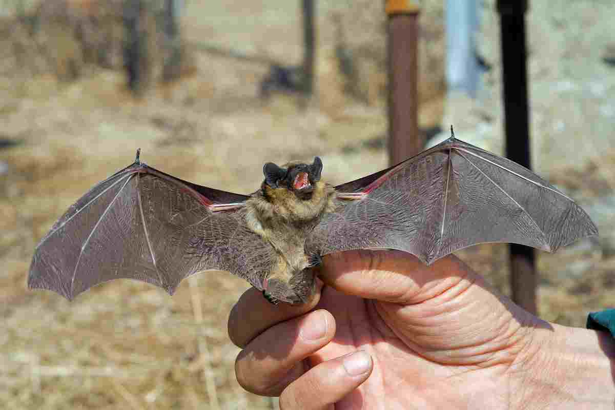 how do bats fly and find food in the dark