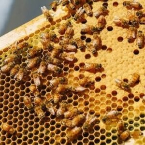 how do bees know how to build honeycombs in their hives so perfectly
