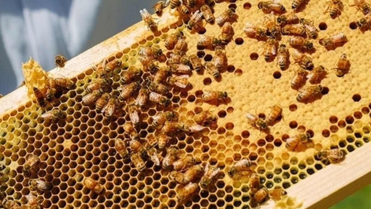 how do bees know how to build honeycombs in their hives so perfectly