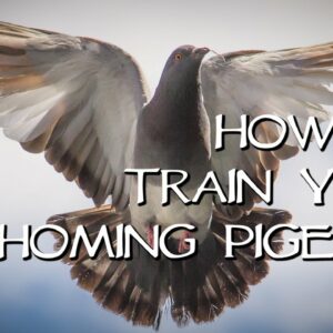 how do birds know their migratory path and how do homing pigeons find their way home