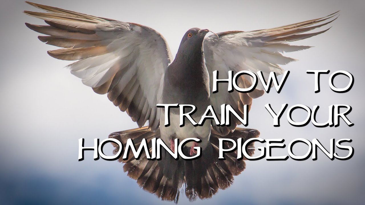 how do birds know their migratory path and how do homing pigeons find their way home