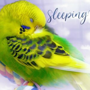 how do birds sleep and why dont birds fall off their perches when they sleep