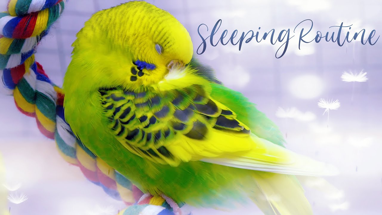 how do birds sleep and why dont birds fall off their perches when they sleep