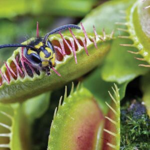 how do carnivorous plants like the venus fly trap catch and trap bugs for food