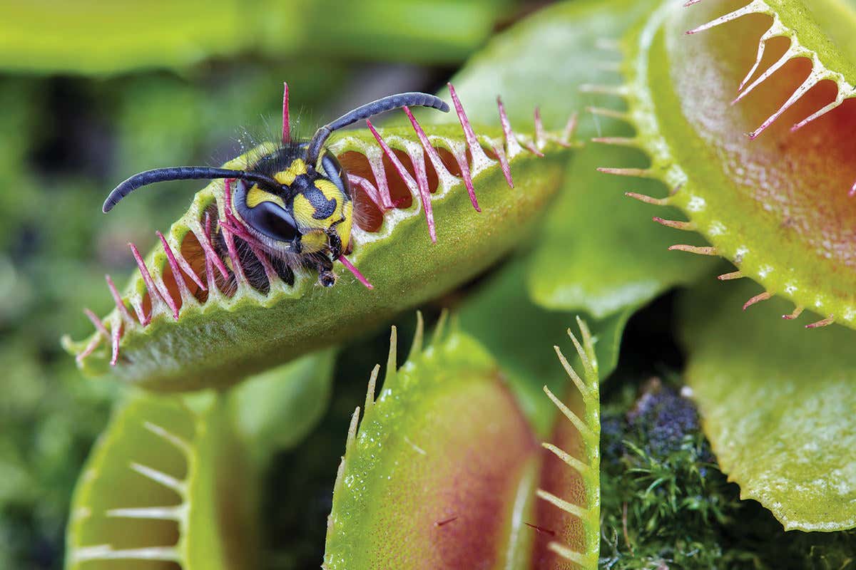 how do carnivorous plants like the venus fly trap catch and trap bugs for food