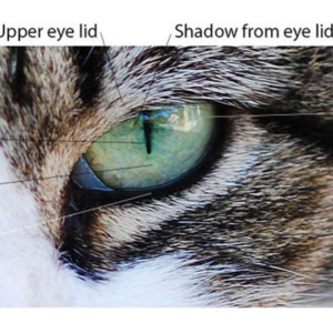 how do cats see in the dark and why does a cats eyes shine in darkness