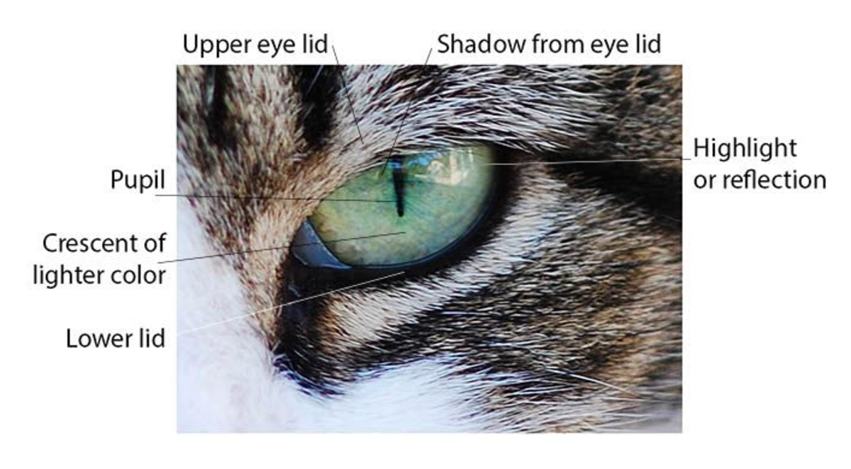 how do cats see in the dark and why does a cats eyes shine in darkness