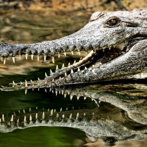 how do crocodiles clean their teeth and do crocodiles grow new teeth
