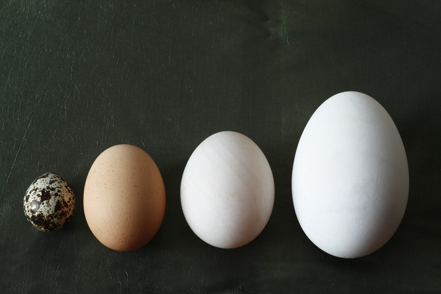 Размер яиц кур. Яйцо. Яйца разные. Гусиные яйца. Яйцо куриное.