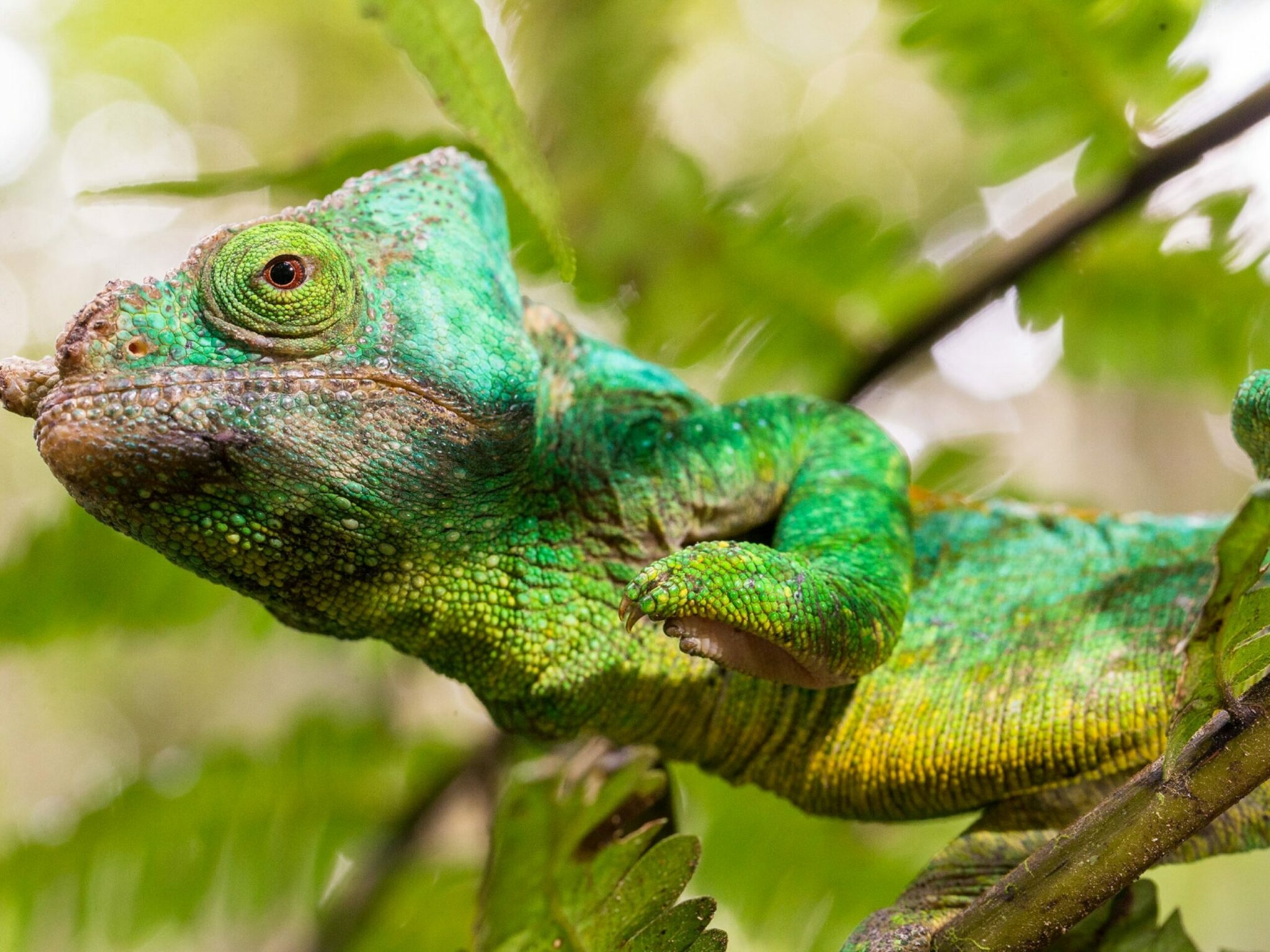 how do emotions affect the color of a chameleon scaled