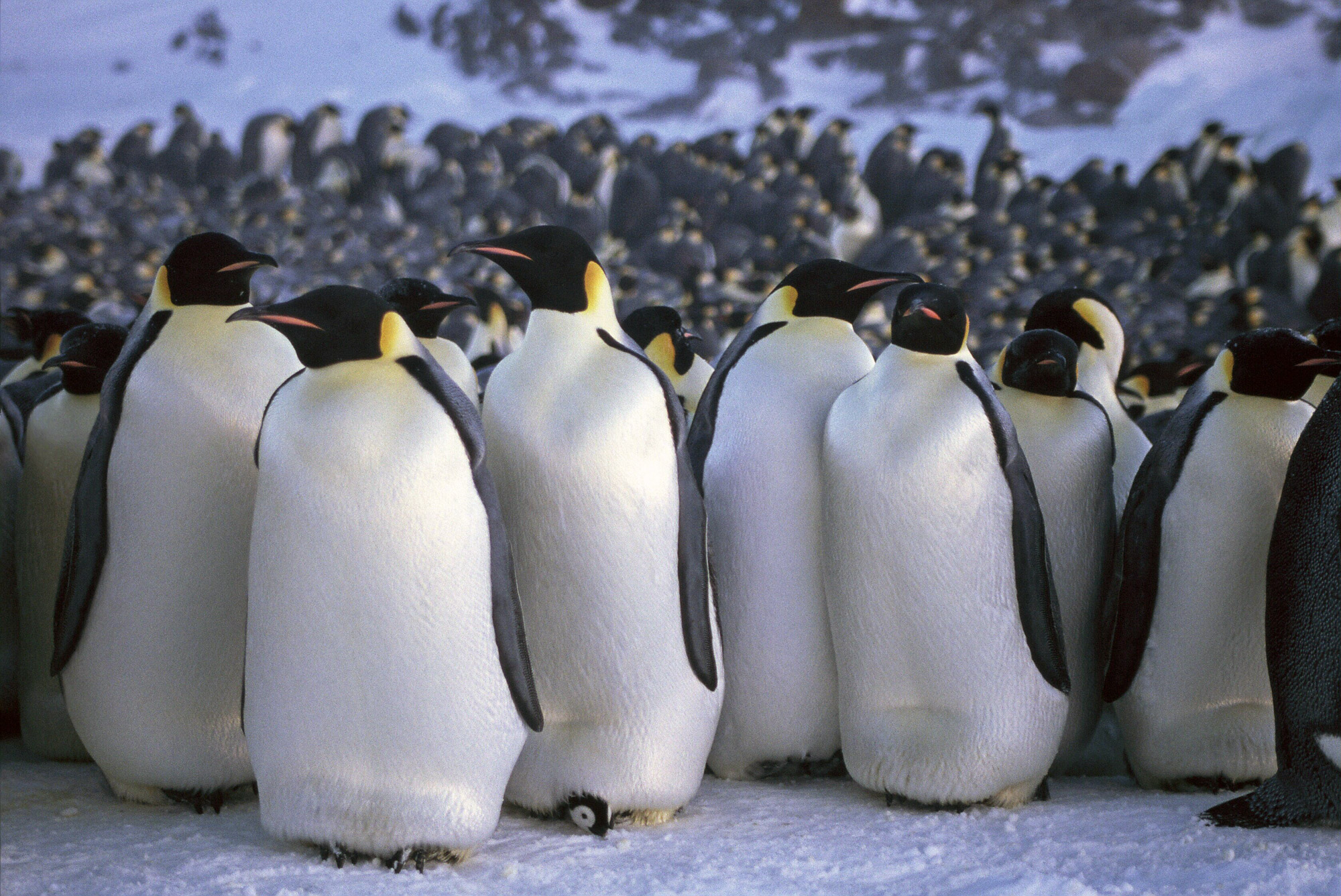 how do emperor penguins stay warm in antarctica when its so cold