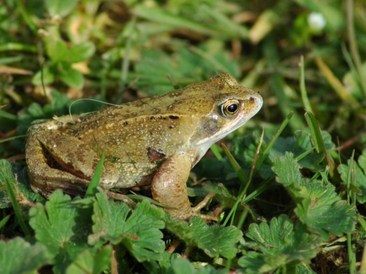 how do frogs and other amphibians drink water through their skin