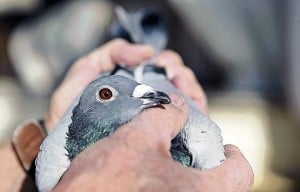 how do homing pigeons find their way home and navigate in flight