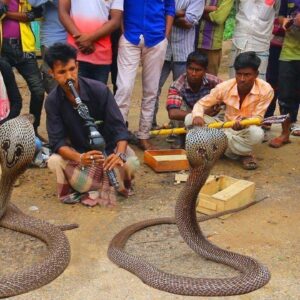 how do indian snake charmers get king cobras to dance and sway to their rhythms and what is the name of the instrument they use