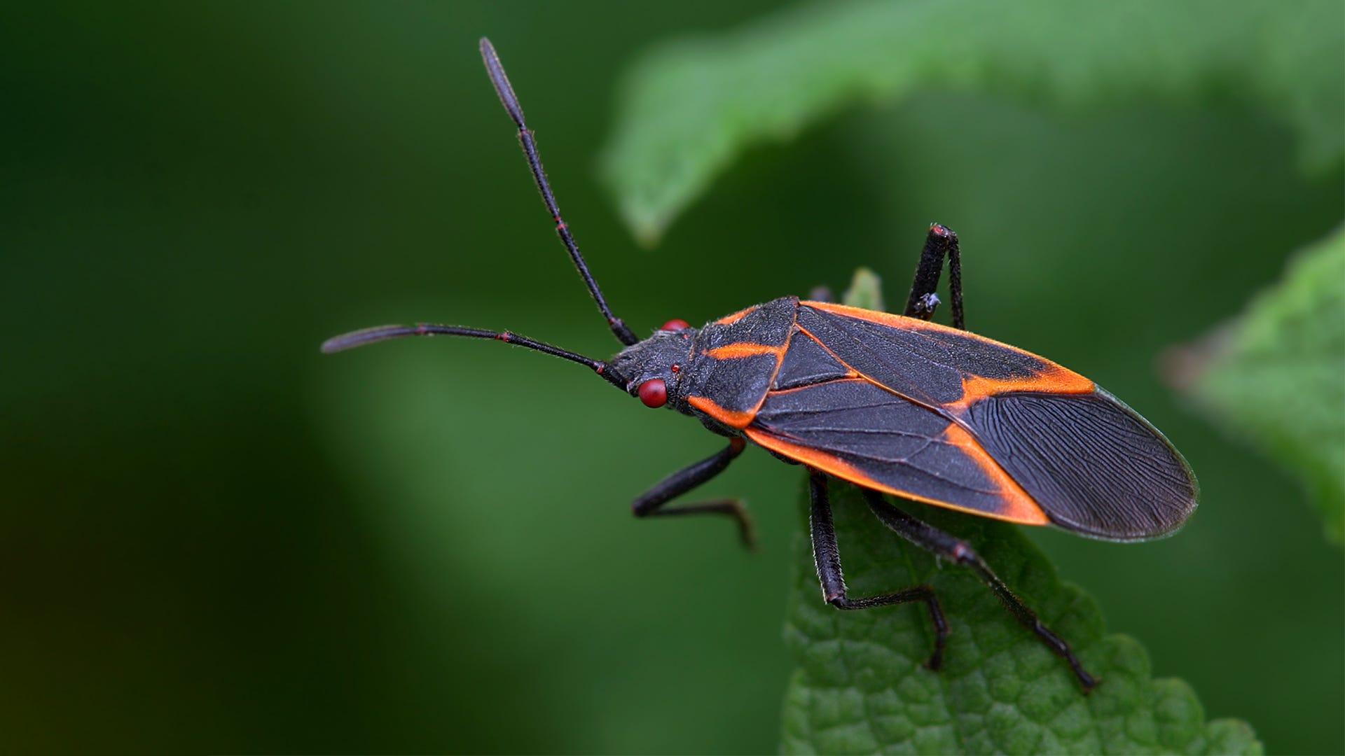 how do lightning bugs produce light