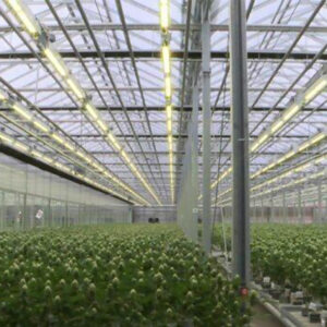 how do lights for growing indoors plants work and is the ultraviolet radiation harmful to plants