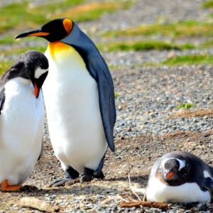 how do male emperor penguins sit on their eggs for months without food and survive scaled
