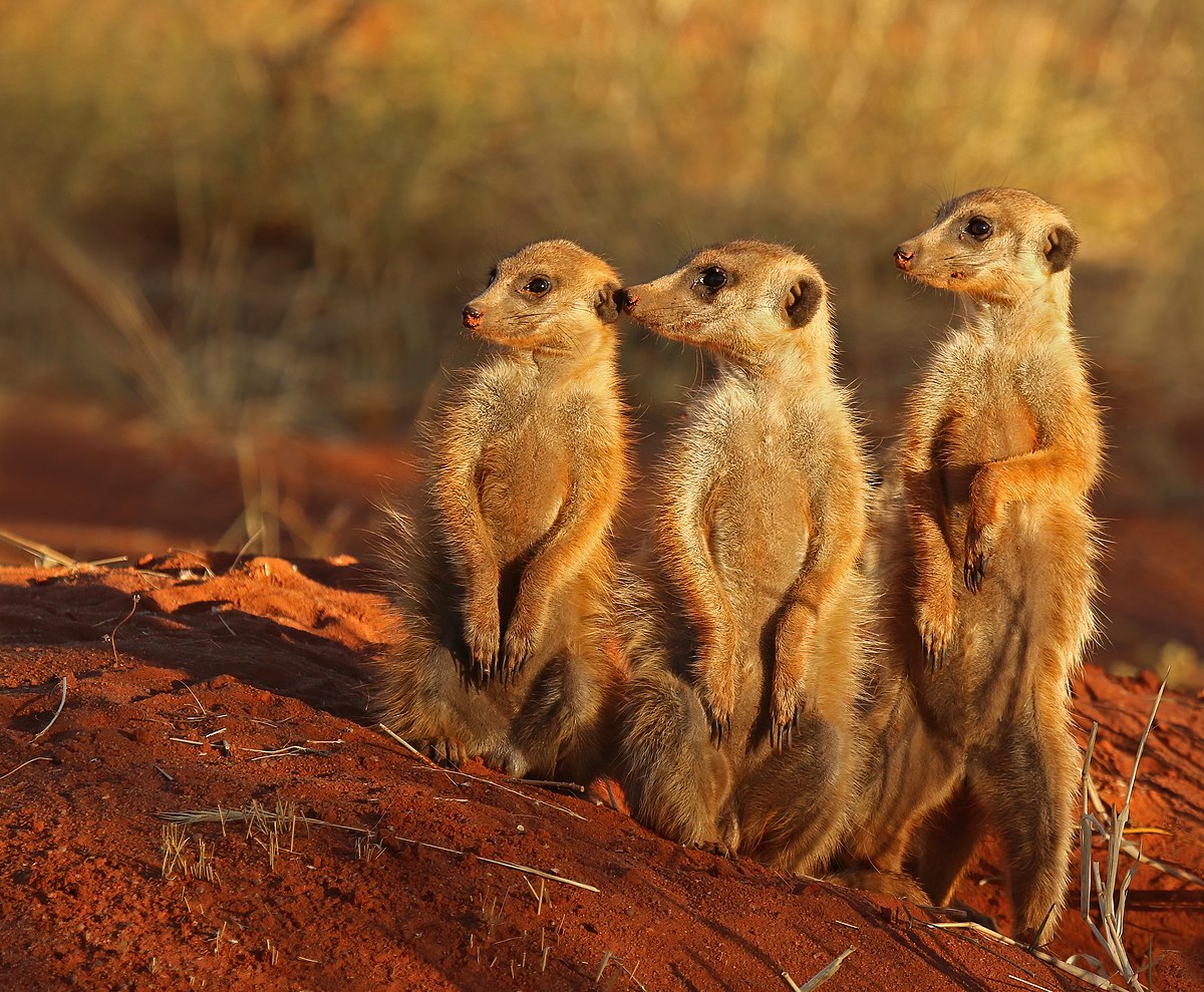 how do meerkats use social groups to help survive on the african plains