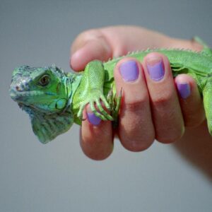 how do pet reptiles spread diseases and how are infections prevented