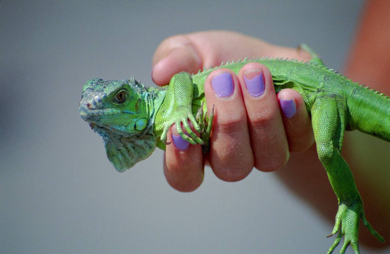how do pet reptiles spread diseases and how are infections prevented
