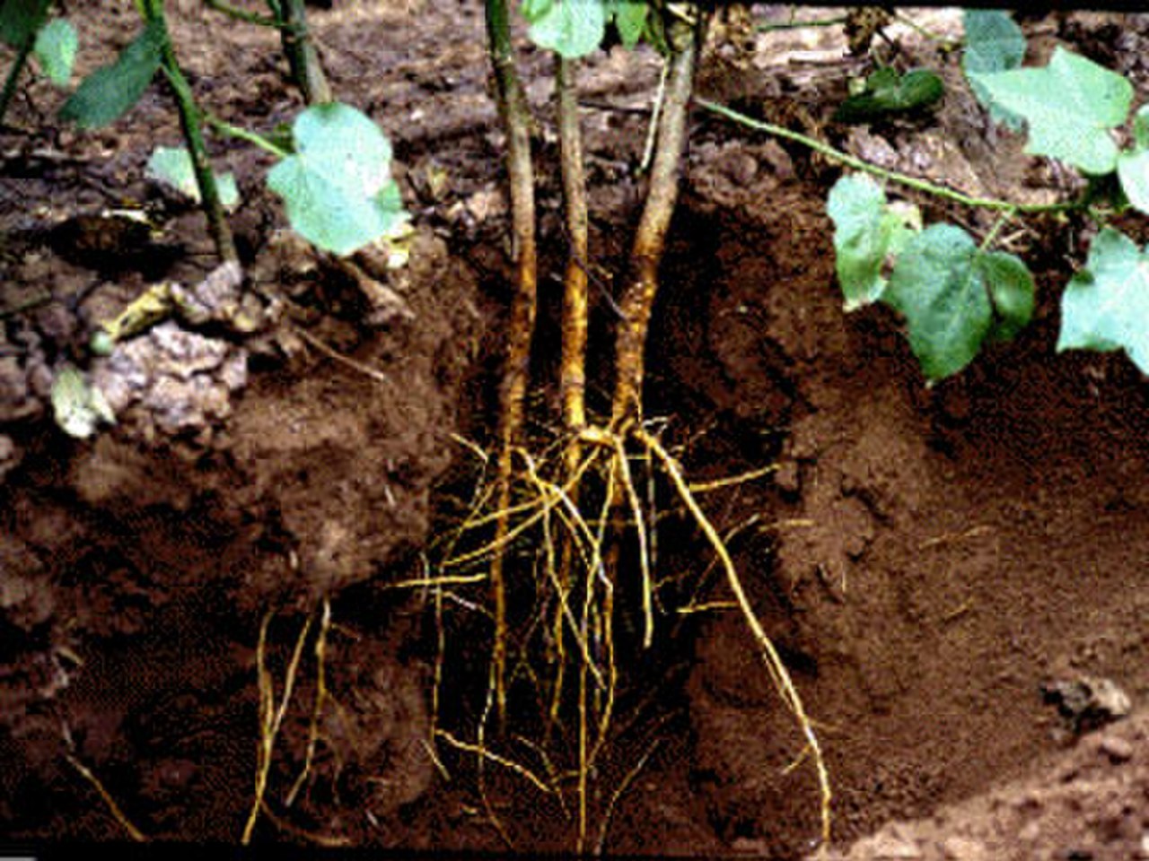 how do plants absorb nutrients from the soil and what makes sap rise and flow in a tree